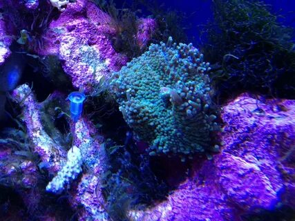 Фосфаты в морском аквариуме