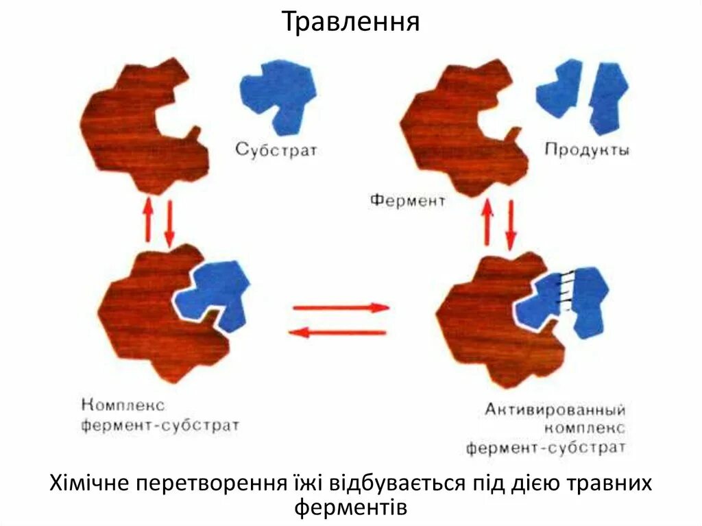 Субстрат представители. Комплекс фермент субстрат. взаимодействие фермента с субстратом. субстрат фермента это. фермент субстратное взаимодействие.