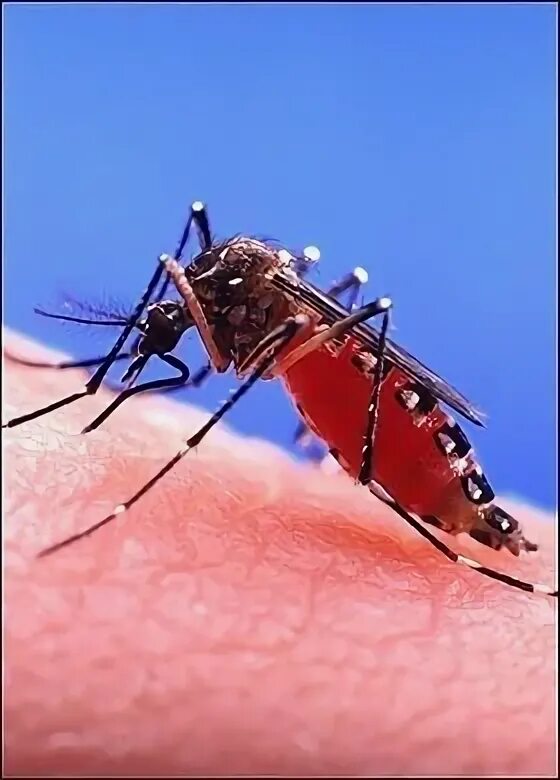Инфекции передающиеся через укусы кровососущих насекомых. Укусы кровососущих насекомых. Кровососущие комары укусы. Через укусы насекомых передаются. Укусы кровососущих насекомых фото.