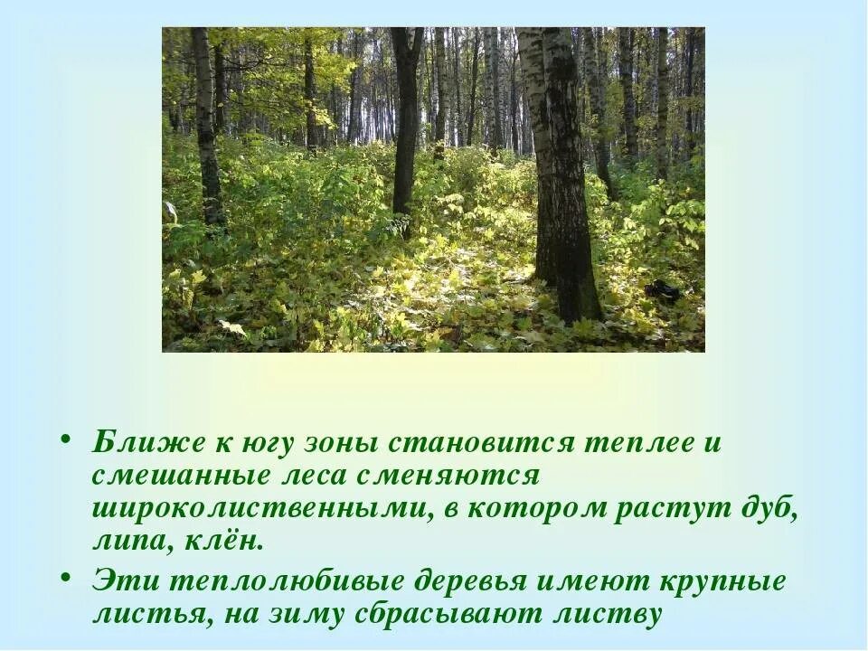 Какие леса встречаются на территории. Природная зона о смешанных лесах. Природный комплекс смешанных лесов. Смешанные леса природная зона. Смешанные леса условия.