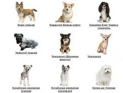 Маленькие породы собак это какие