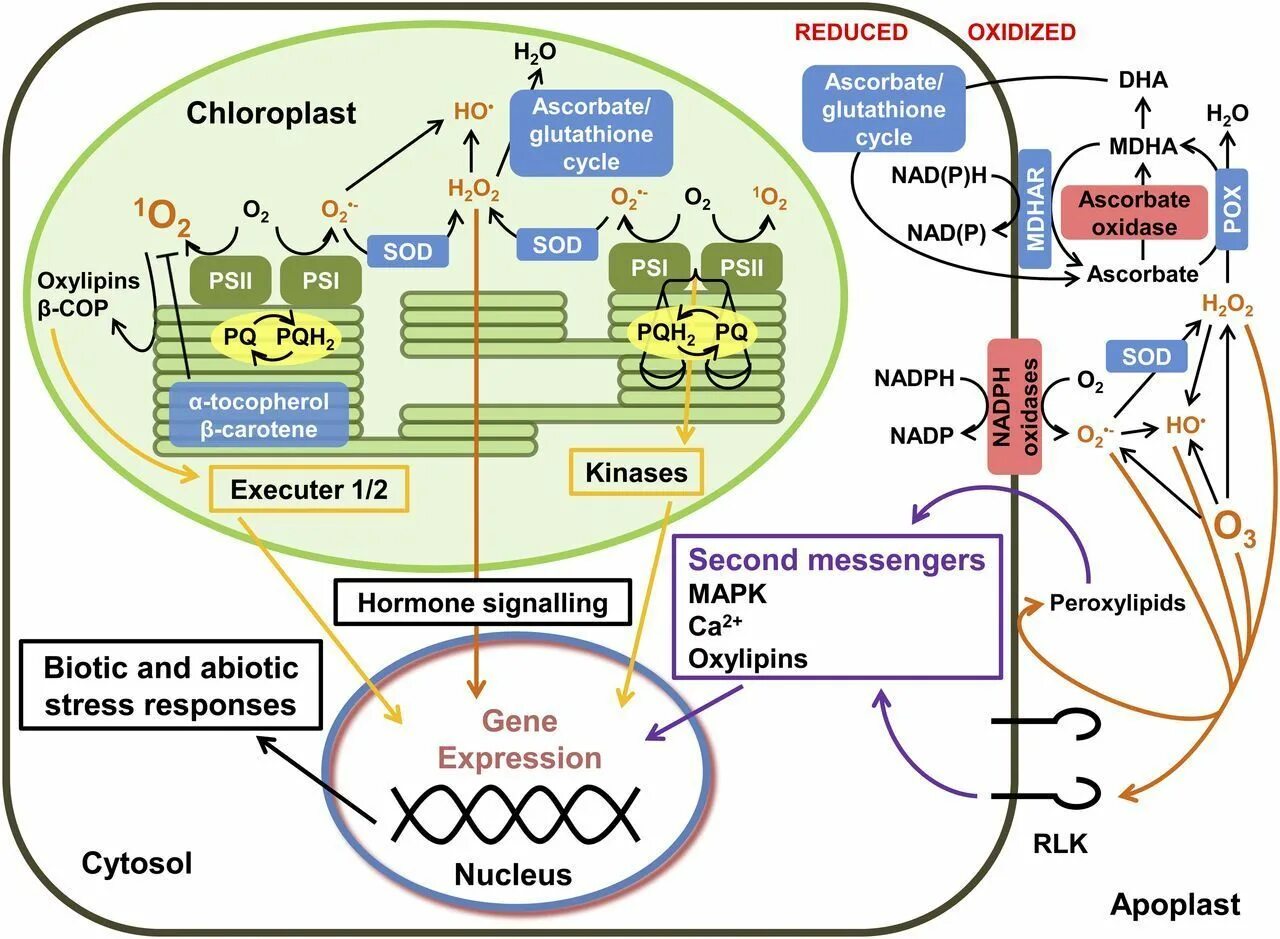 Plant physiology. Физиология растений. Физиология растений это наука. Redox Biology. Буклеты физиология растения и Фитотрон.