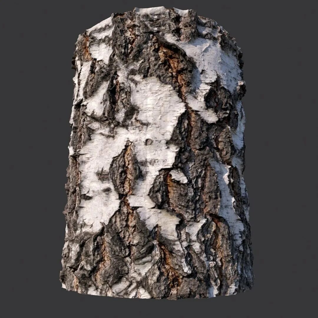 Birch bark. Береста березы. Чечевички на коре березы. Березовый заболонник. Береста дерево.