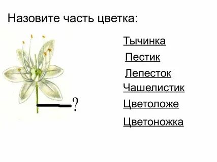 Генеративные органы строение