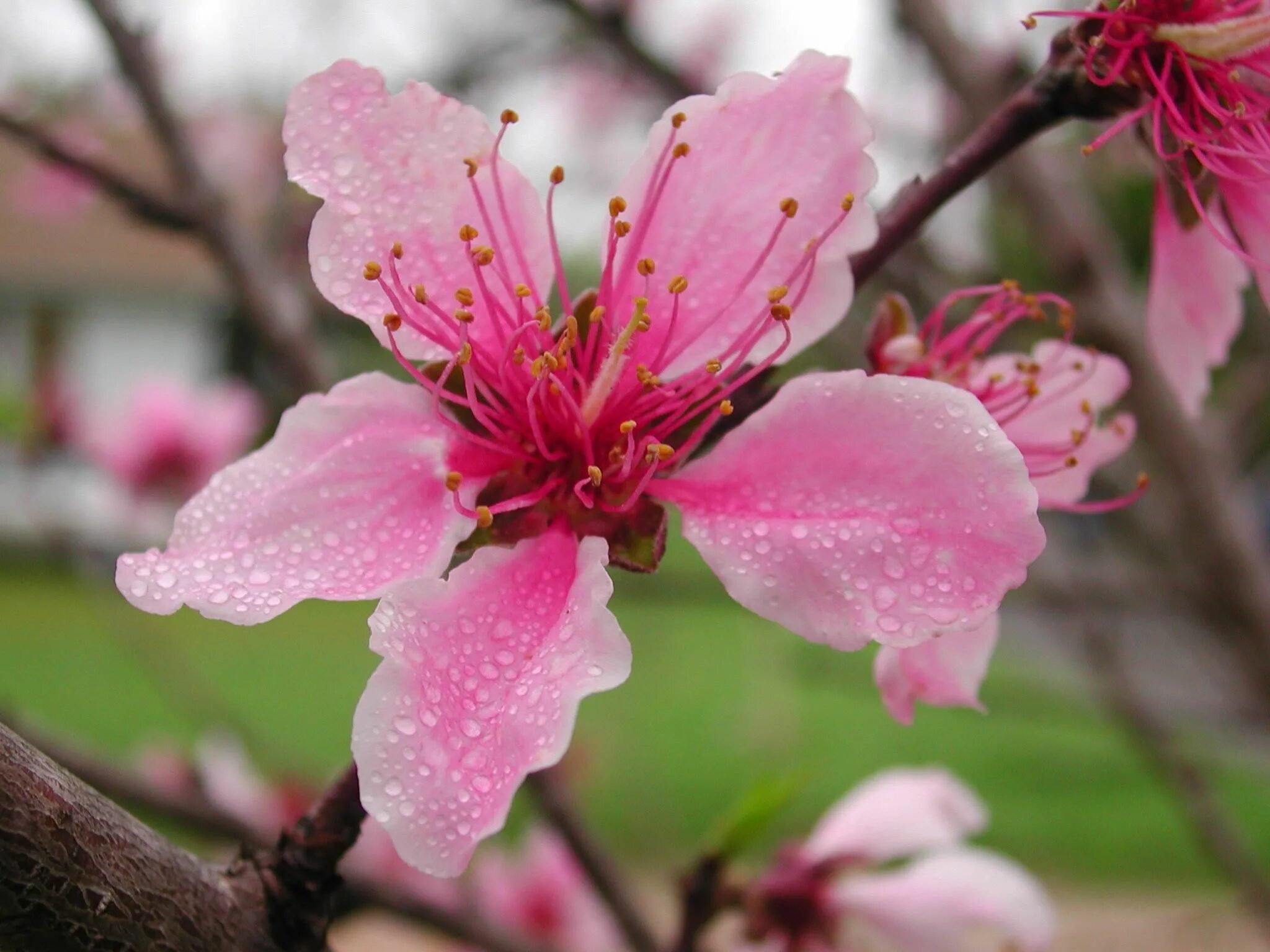 Сакура персик. Пич блоссом. Nectarine blossoms. Peach blossom ultimate. Сакура тропа.
