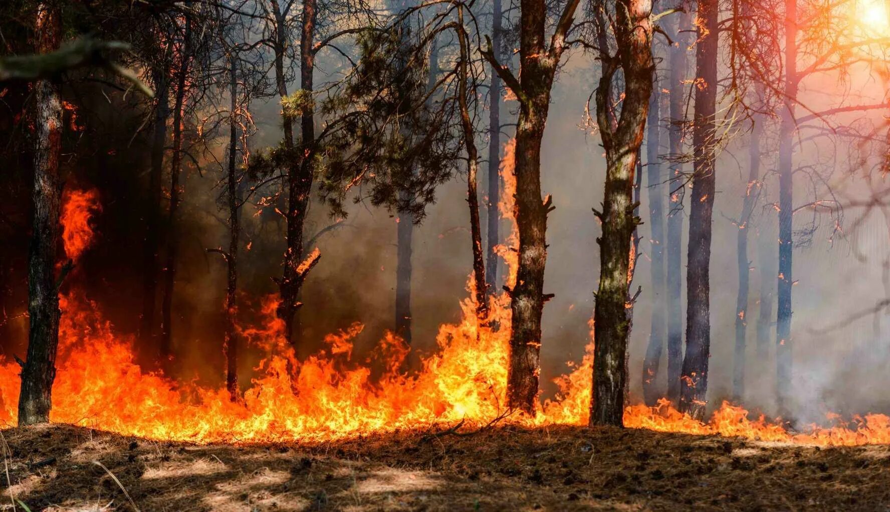 Пожар в лесу какой фактор. Лесные пожары. Природа после пожара. Лес в огне. Пожар на природе.