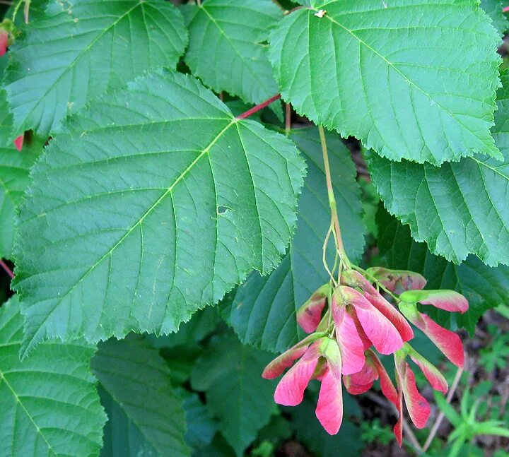 Acer tataricum: Великолепие татарского клёна в фотографиях Натуралист Фотогалере