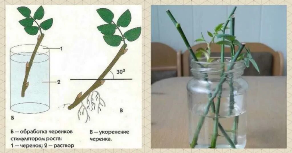 Как прорастить стебель