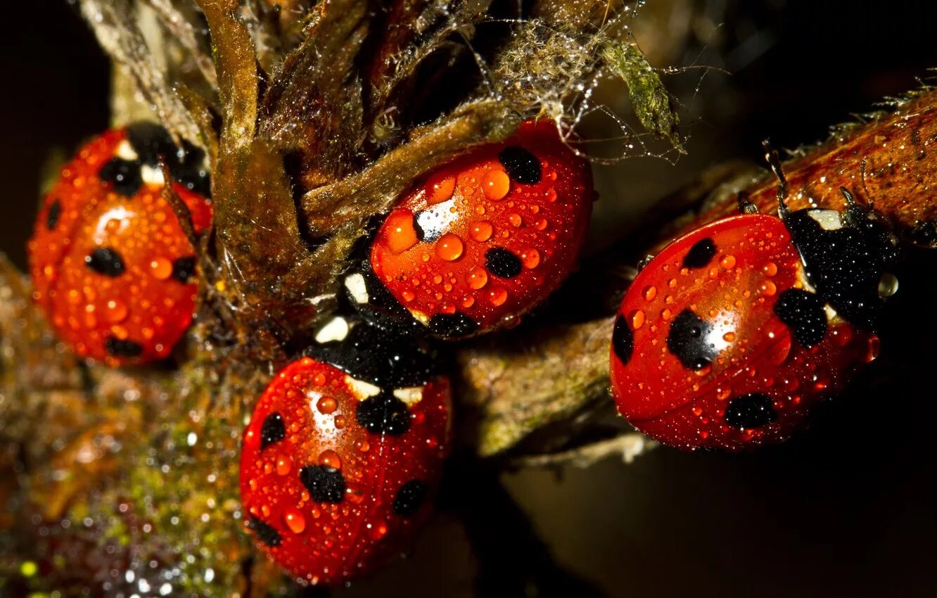 Насекомые в лесу осенью. Насекомые осенью. Насекомые прячутся осенью. Насекомые осенью для дошкольников. Насекомые осенью.