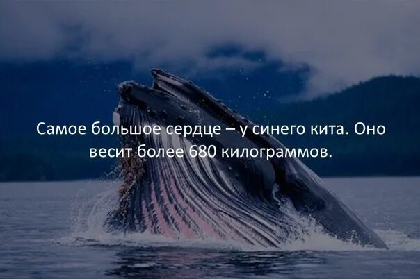 Если сравнить сердца у китообразных