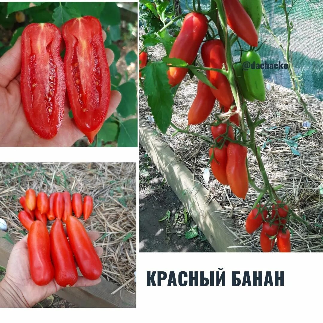 Томат сорт бананов. Томат банана легс красный. семена томата банану.
