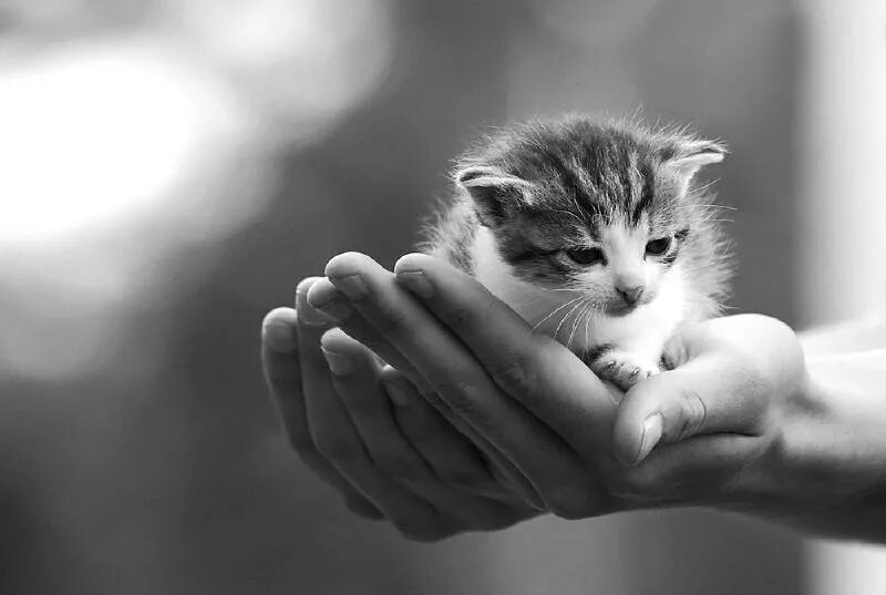 котенок на руках