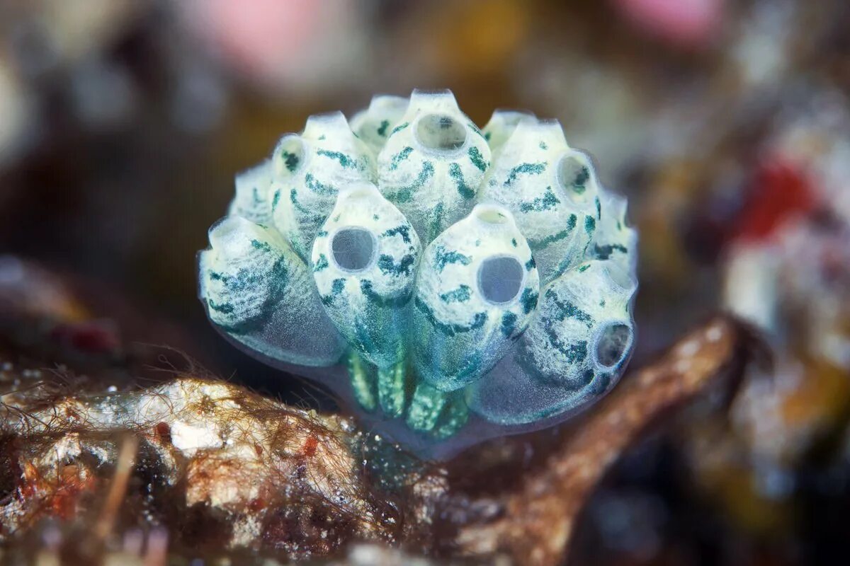 Образ жизни асцидии. Морские асцидии. оболочники асцидии. хордовые асцидии. колониальные асцидии.