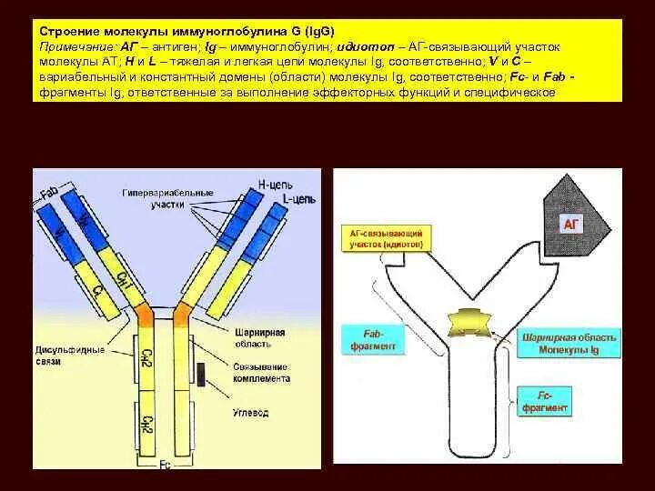 Фрагменты иммуноглобулинов. Идиотипы иммуноглобулинов. Строение иммуноглобулина идиотопы. Строение молекулы иммуноглобулина физиология. Строение молекулы иммуноглобулина g1.