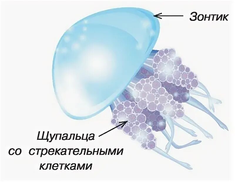 Медузы первая помощь. Строение медузы. первая помощь при ожоге медузы. первая помощь при укусе медузы.