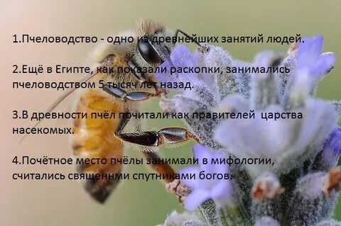 Пчела фразы