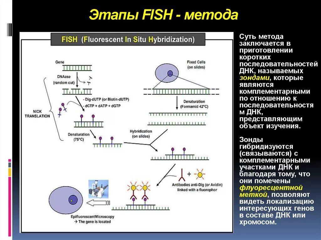 Суть метода гибридизации. Фиш метод в генетике этапы. Метод флуоресцентной гибридизации ДНК in situ. Fish метод диагностики генетика. Флуоресцентная гибридизация in situ Fish.