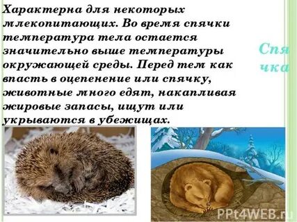 Летом впадает в спячку
