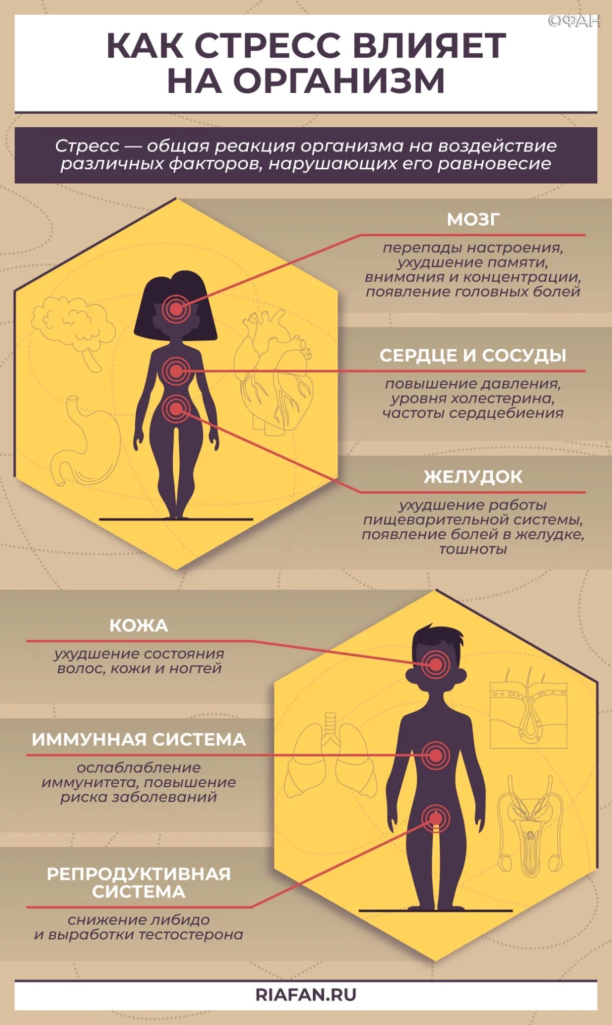 Влияние стресса на здоровье. Как вывести организм из стресса. Как стресс влияет на организм женщины. На что влияет стресс. Влияние стресса на органы.