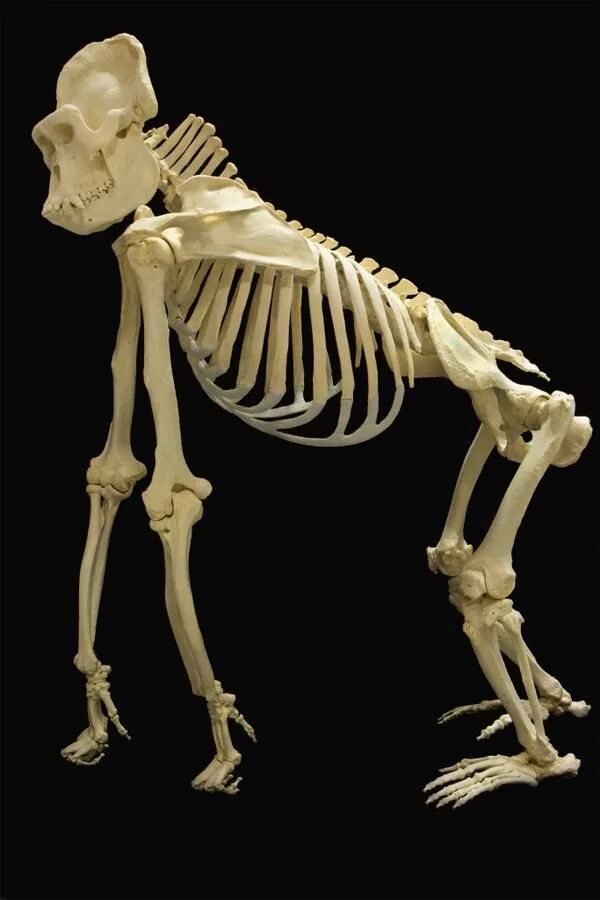 Скелет примата. Кости шимпанзе. Скелет ardipithecus ramidus. Кости обезьяны. Скелеты животных.