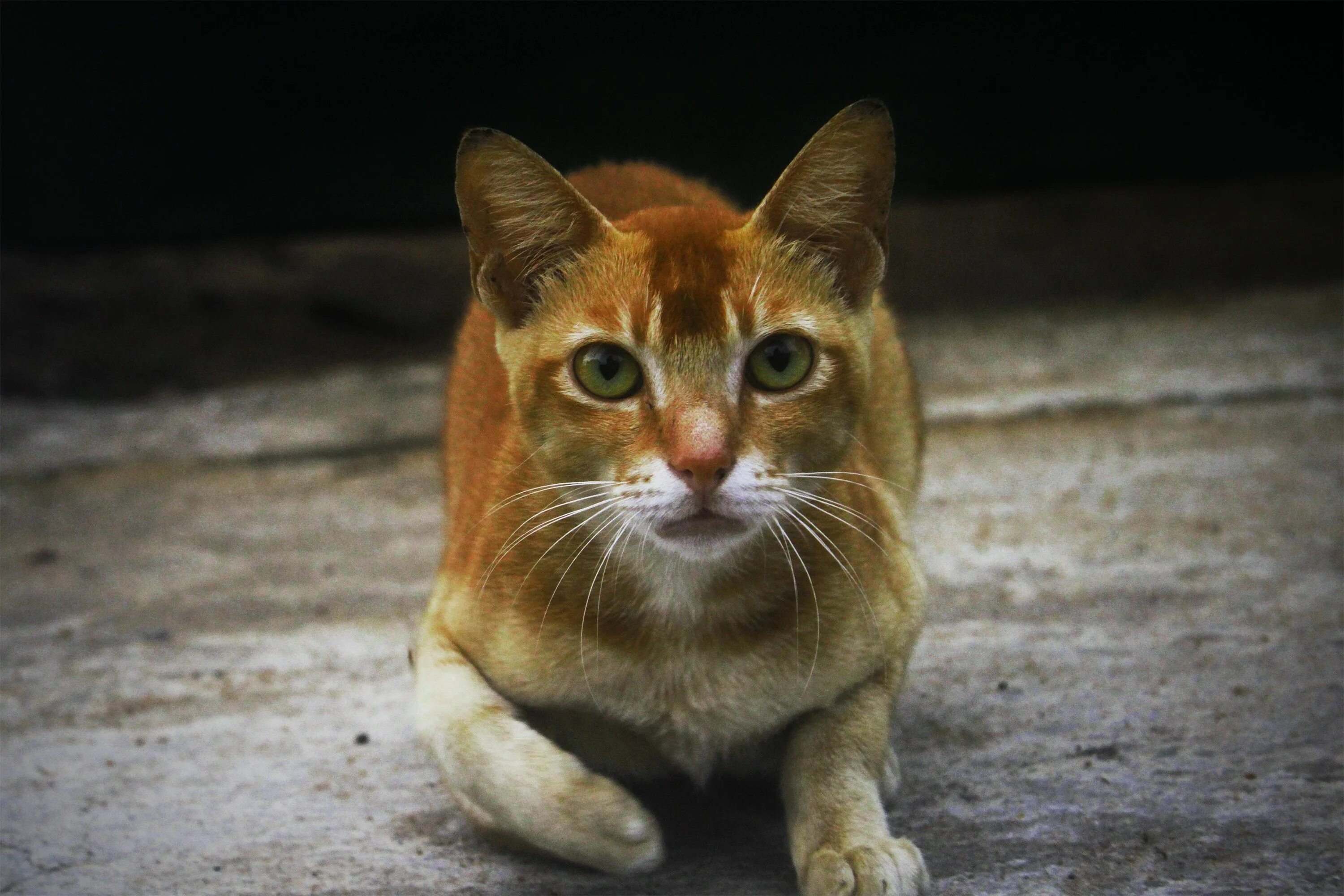 Цейлонская кошка рыжая. Цейлонская короткошерстная кошка. Цейлонская кошка породы кошек. Аравийский МАУ рыжий.