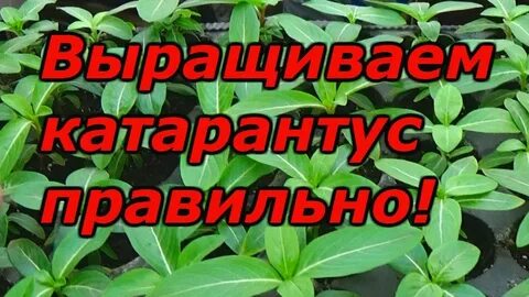 Катарантус посев семян на рассаду