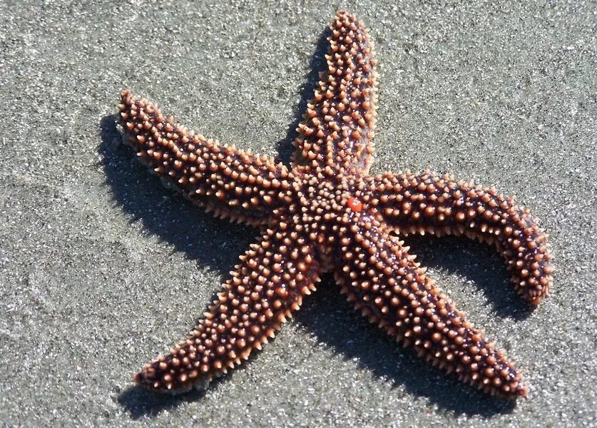 Глаза морской звезды. Морская звезда Asterias. Asterias amurensis морская звезда. Астерия Амурская морская звезда. Амурская морская звезда (Asterias amurensis).