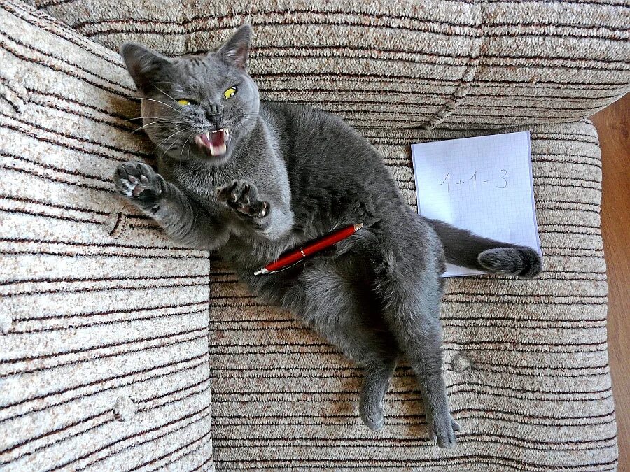 смешные коты с надписями. котята приколы с надписями. коты.