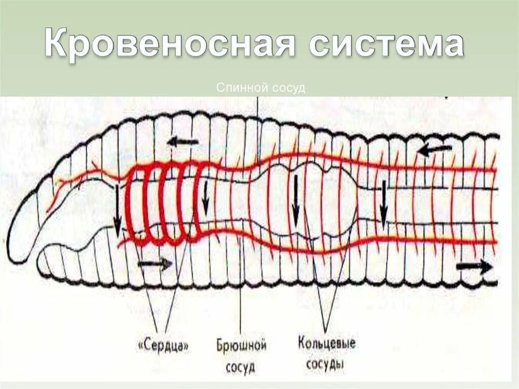Кровеносная система кольчатых червей. Кровеносная система кольчатых червей схема. Схема кровеносной системы дождевого червя. Кровеносная система червя.