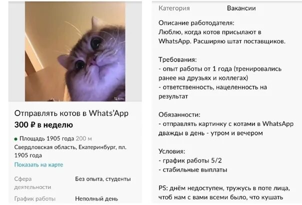 Отправь мне котика