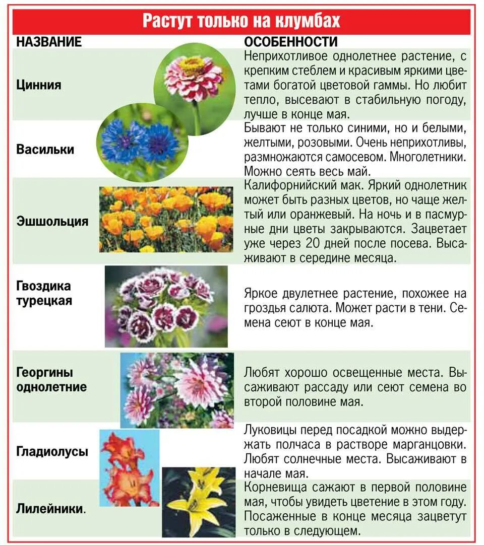 Посадка цветов в марте 24 года. Однолетние растения для цветника. Однолетние цветы для клумбы. Однолетние и многолетние цветы. Семена для клумбы однолетники.