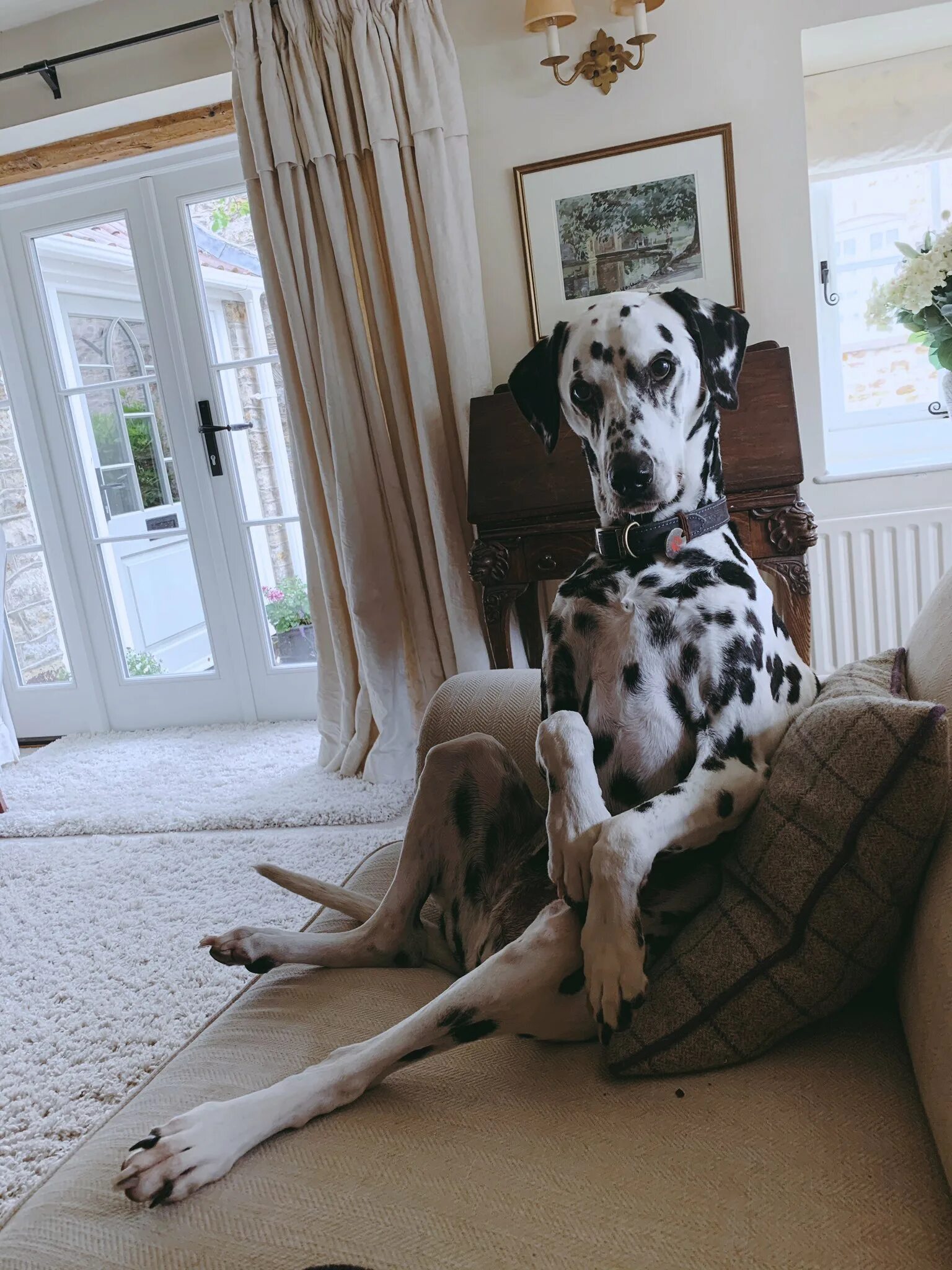 собака сидит на попе. смешные позы собак. дог с человеком. собака сидит как человек. собака сидит как человек.