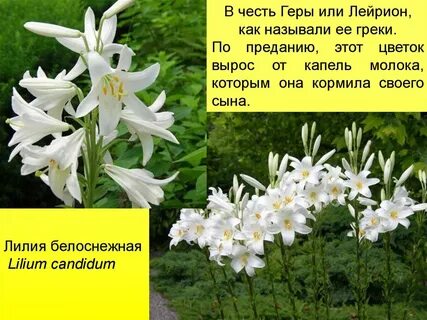 Имена в честь цветов