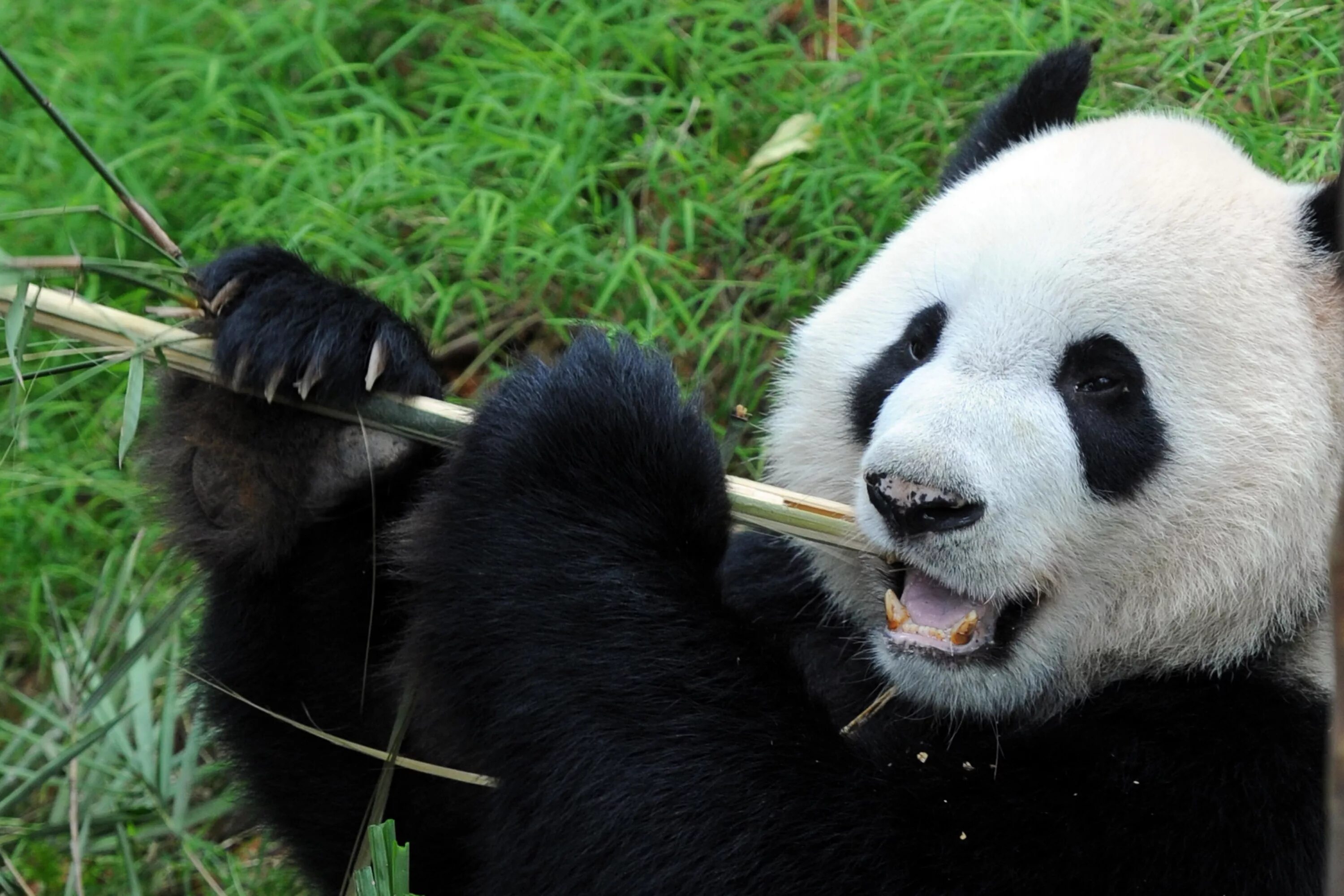 Китай Панда бамбук. Красная бамбуковая Панда. Когти панды. Большие панды.