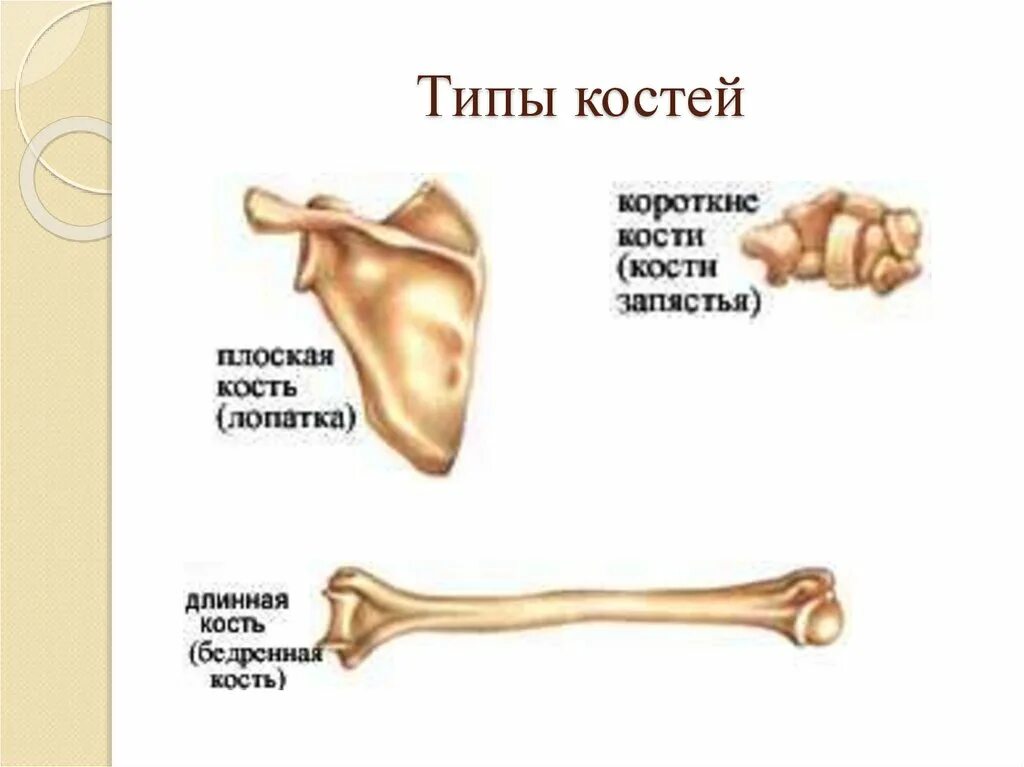 Опорно-двигательная система: скелет Частная школа. 8 класс