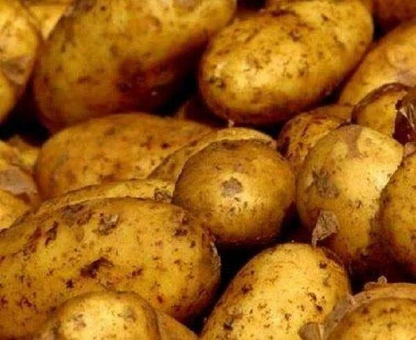 Описание картофеля чародей. Сорт картофеля чародейка. сорт картофеля чародей. königsberg сорт картофеля. картофель чародей описание сорта.