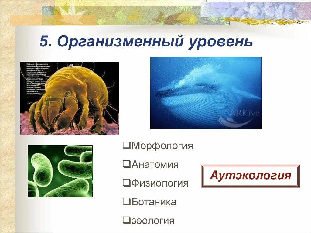 Тест организменная среда обитания. Организменный уровень. Организменный уровень жизни. Организменный уровень организации. Представители организменного уровня жизни.