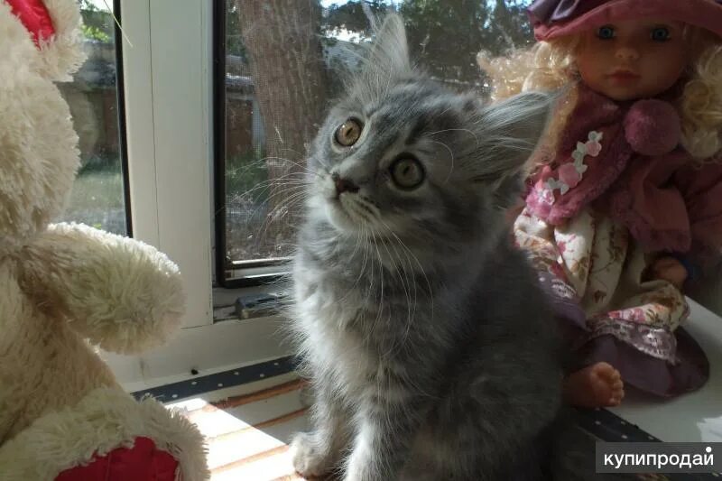 Котята в добрые руки в энгельсе. Котята в добрые руки в энгельсе