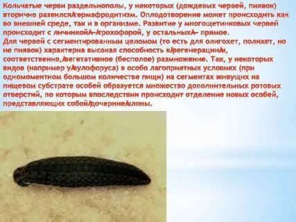 Дождевой червь пиявка это