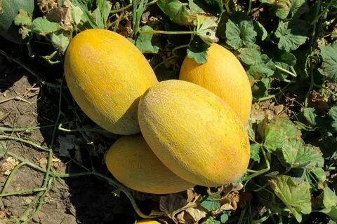 Лучшие семена дыни