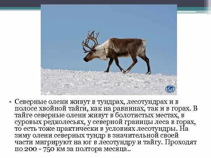 Описание Северного оленя 2 класс. Рассказ про Северного оленя в тундре. Северный олень тундры 4 класс окружающий мир. Северный олень доклад. Интересные факты о олене