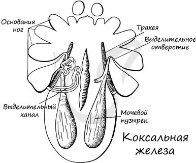 Сосуды органы выделения насекомых