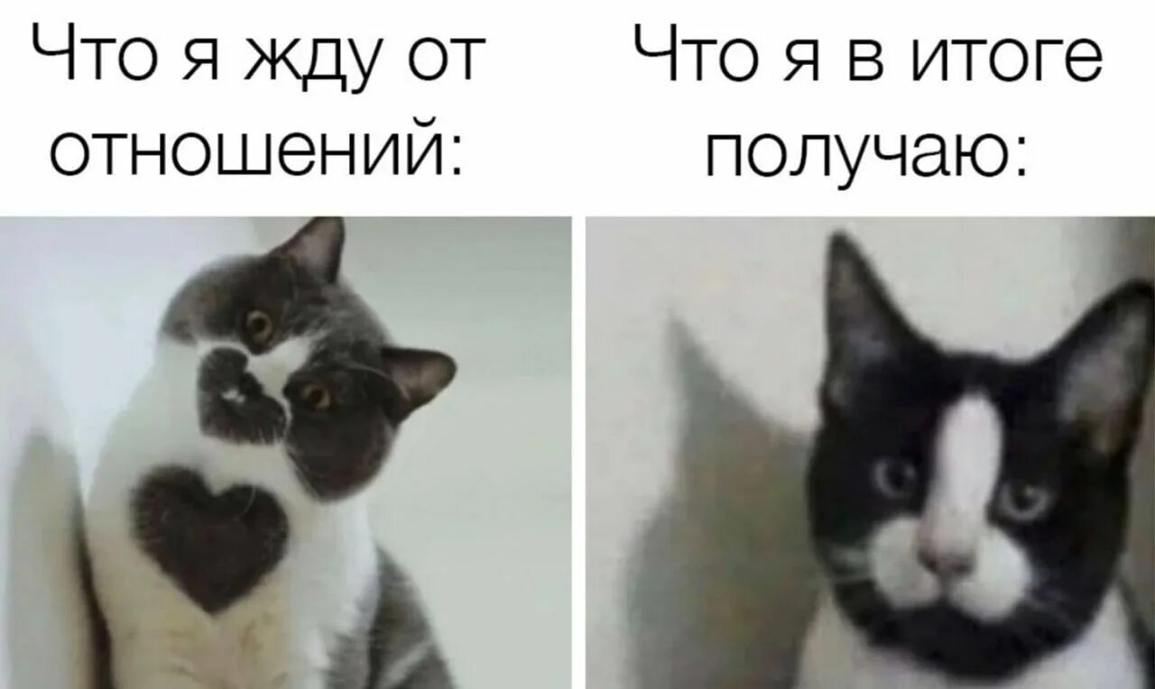 Мемы с котиками. Кот Мем. Самые популярные мемы с котами. Коты мемы с надписями.