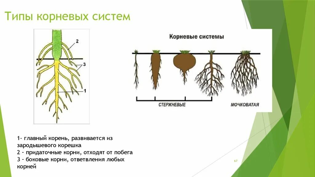 Типы корневых систем. Строение корня и типы корневых систем. Типы корневых систем рисунок.