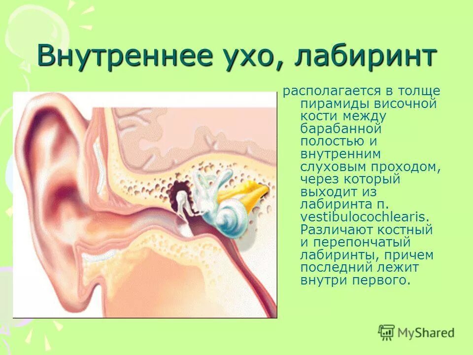 Тест по теме орган слуха. Внутреннее ухо расположено в височной кости. Внутреннее ухо расположение. Внутреннее ухо в толще кости.