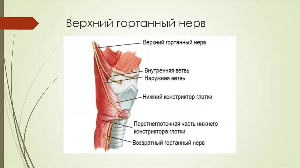 Верхний и возвратный гортанный нерв. Возвратный гортанный нерв иннервация. Верхний гортанный нерв топография. Возвратный гортанный нерв, верхний гортанный нерв.