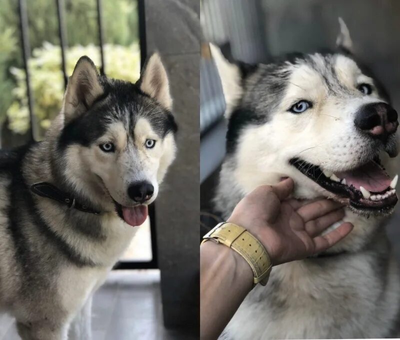 Хаски екб приют. Владельцы хаски. Известные хаски. Найдена хаски волгоград. Стрижка хаски.