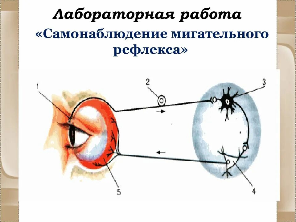 Схема рефлекторной дуги мигательного рефлекса. Схема рефлекторной дуги безусловного мигательного рефлекса. Рефлекторная дуга мигательного рефлекса рисунок. Звенья рефлекторной дуги мигательного рефлекса.