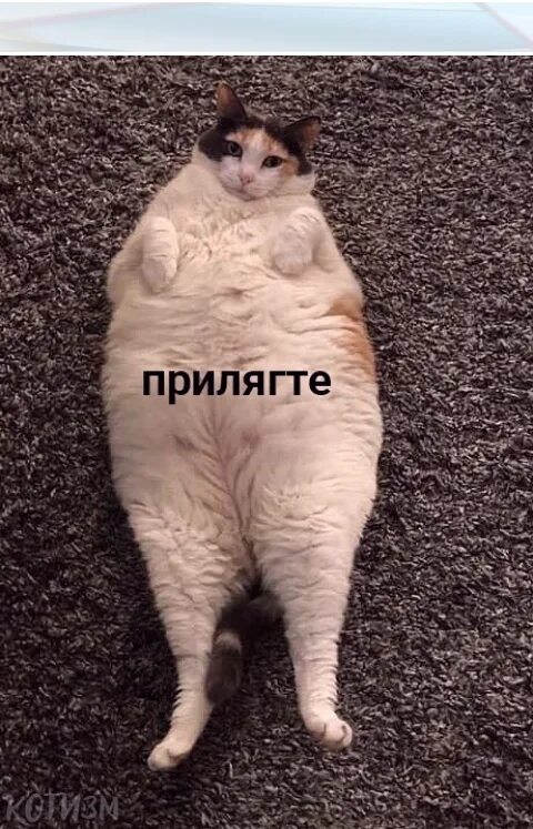 Батониться мем. Батониться иллюстрация. Лежит батониться. Батониться мем. Коты батонятся.