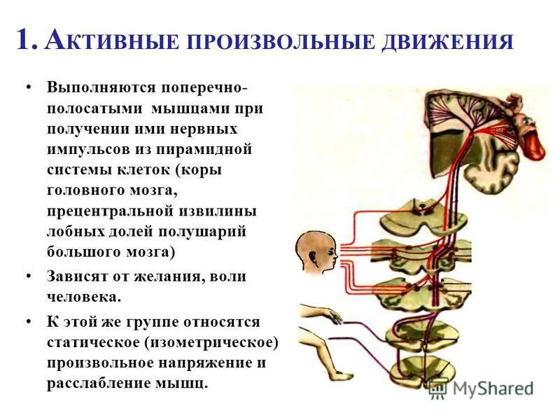 Заболевания пирамидной системы неврология. Пирамидные симптомы. Ослабление произвольных движений это. Нарушения движения неврология. Методика исследования произвольных движений.